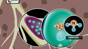 Nitrogen Cycle - Science
