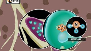 Nitrogen Cycle - Science