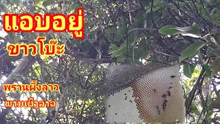 "HONEY​ HUNTING​ IN​ LAOS" (โดนหลอกให้เหนื่อย​ฟรี)​#พรานผึ้งลาว