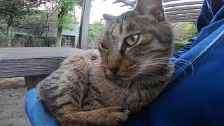 公園のベンチにいた野良猫に近づいて撫でると膝の上に乗ってきた