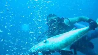 amberjack spearfishing