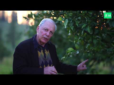 როგორ ვებრძოლოთ ციტრუსის სოკოვან დაავადებებს