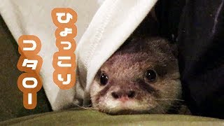 カワウソ コタロー　Tシャツからひょっこり！　Otter Kotaro Popping Out of My T-shirt
