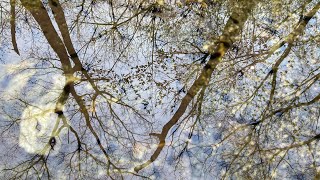 큰산개구리 Ponds, Streams &amp; Tadpoles (Rana Uenoi)