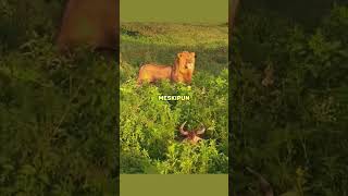 Strategi Singa Berburu Mangsa #animals #singa