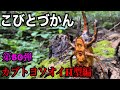 【こびとづかん】カブトヨソオイH型見つけるまで帰れま10！！！
