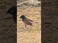 Mynah Bird #shorts