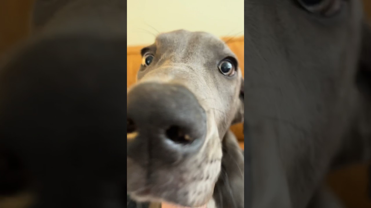 The Great Dane but make him a baby 🖤 Knox is 4 months old 