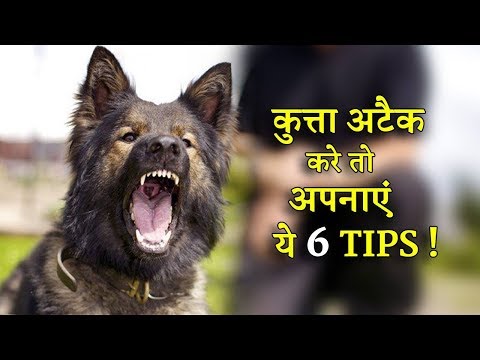 वीडियो: कैसे साबित करें कि आपका कुत्ता खतरनाक नहीं है