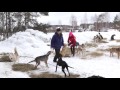 Чемпионат России по снежным дисциплинам ездового спорта ,11 февраля 2017 года ,деревня Ямок.