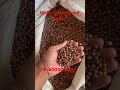White sandalwood seeds #agriculture #india #natural #up #bihar #assam #telangana #northeast #garden