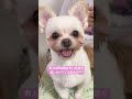 撫でて欲しくておねだり🐻‍❄️ #dog #ミックス犬 #多頭飼い #マルポメ #吹奏楽部