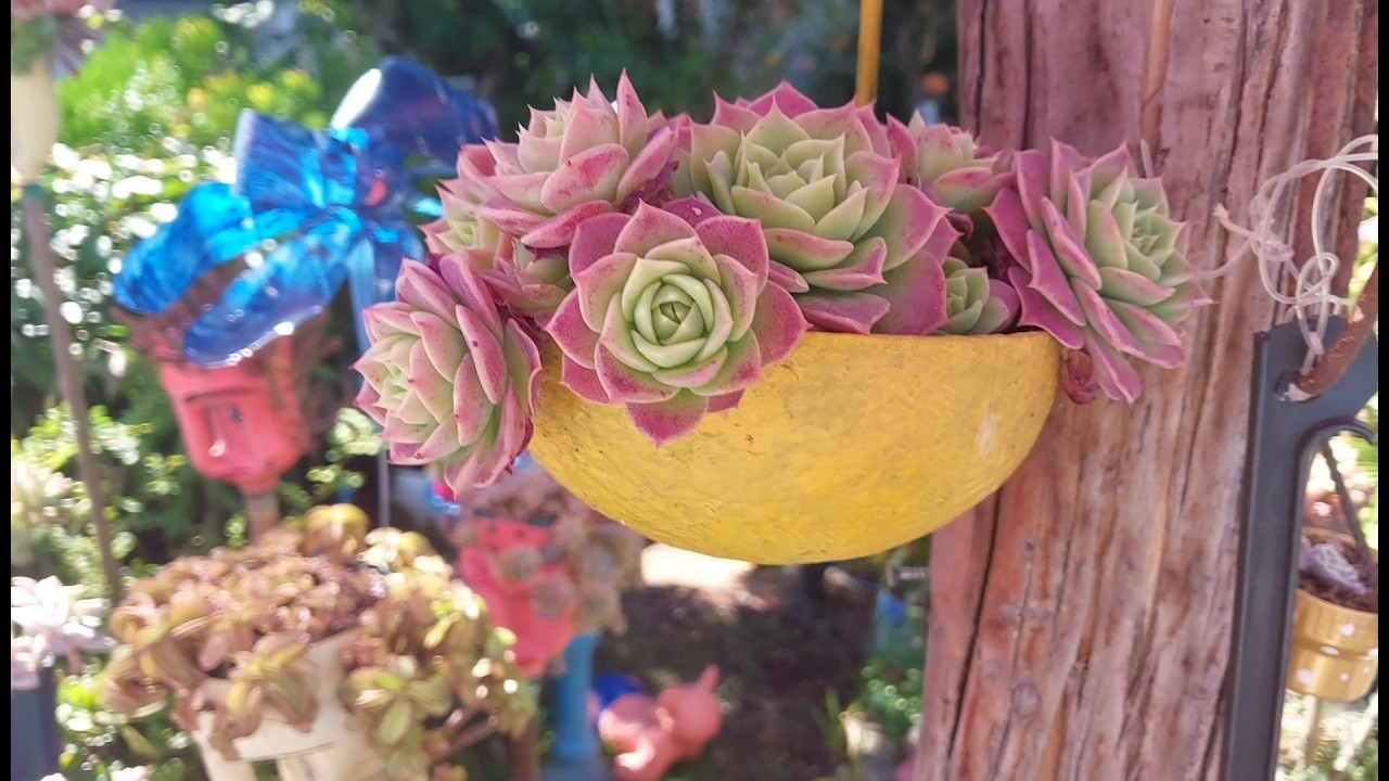 CONCHA de garrafa pet 