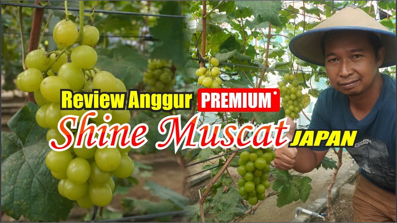 Anggur Premium Shine Muscat Japan YouTube