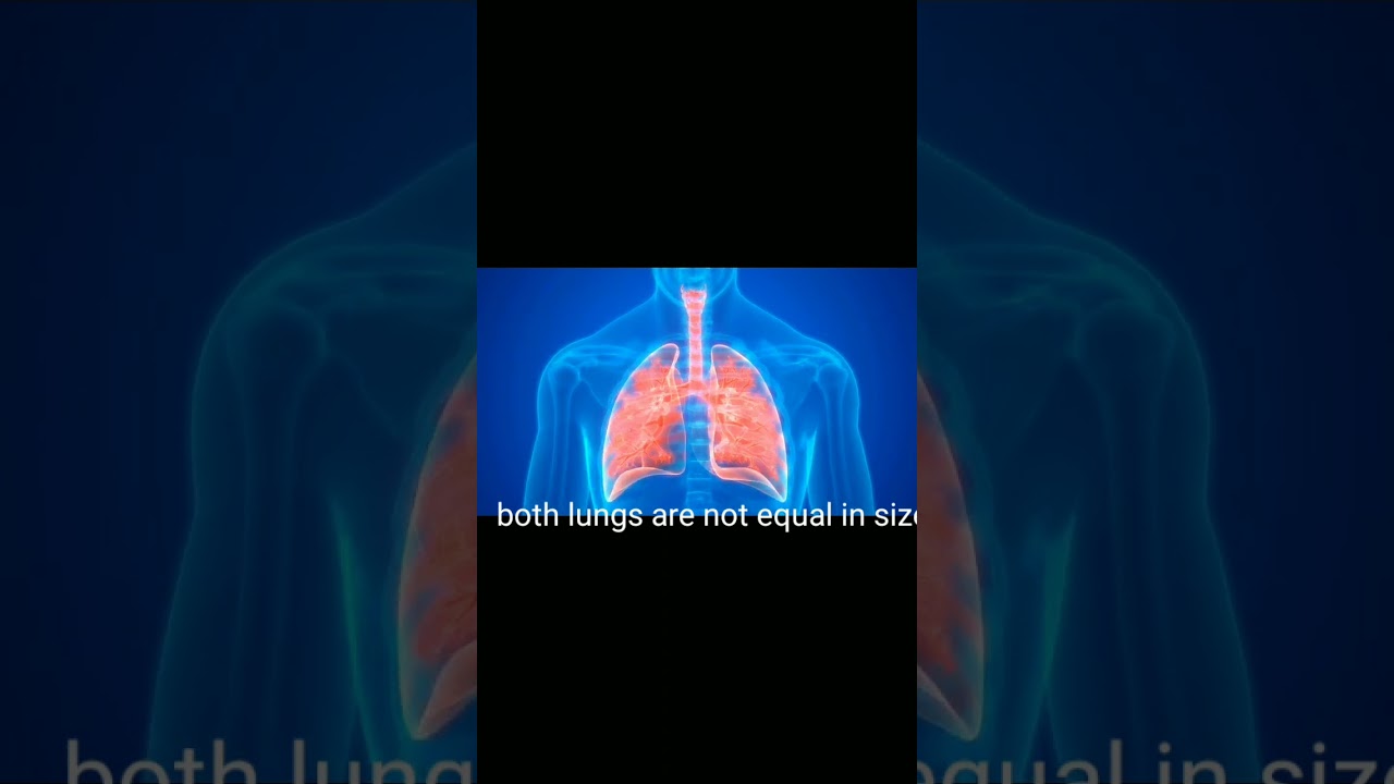 FACTS ABOUT LUNGS 3D