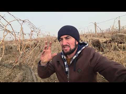 Сабаби мол бараи мурдаги мекунан