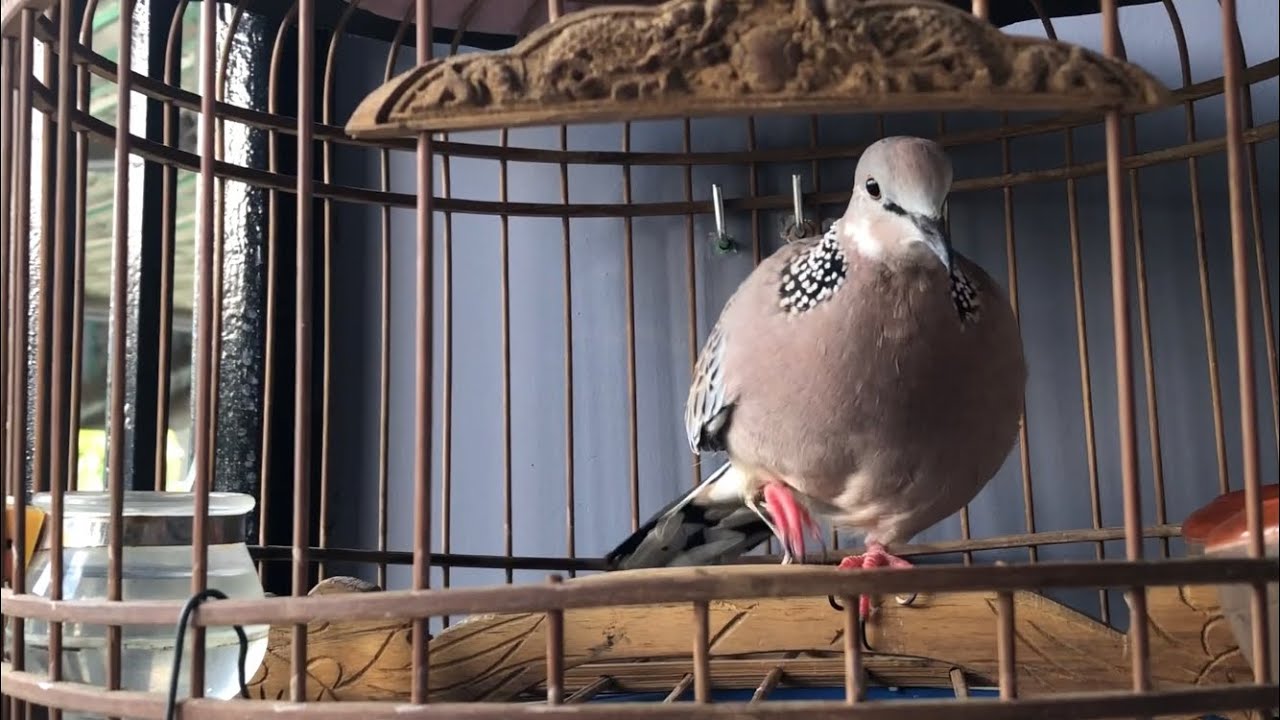 Cu gáy không gáy vì sao? Chia sẽ kinh nghiệm