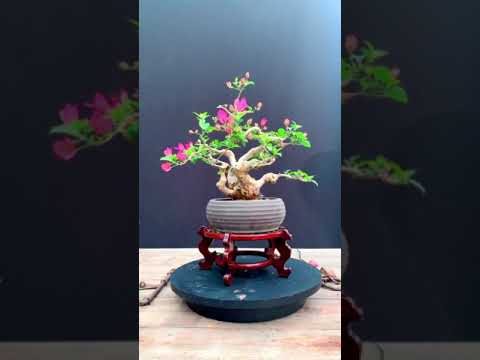 Video Một sô chậu Hoa Giấy bonsai mini - youtube