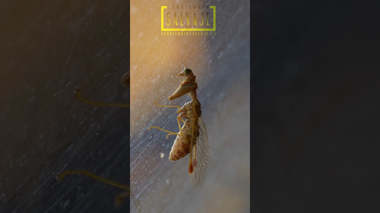 Mantispa (Mantispa styriaca)