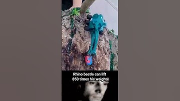 Rhino Beetle vs Robot Bug #shorts #shortsfeed #trollface #trending #fyp