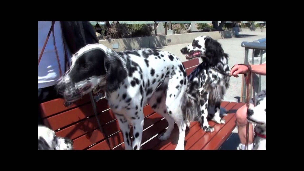 Long Haired Dalmatians Visit Ventura Beach Youtube