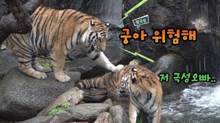 호기심 무궁이가 유일하게 수영만 못하는 이유 (예전에 업로드했던 영상) Famous Tiger Family in Korea, cat tiger