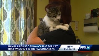 Animal Lifeline of Iowa caring for cat that was shot in the face in Kansas