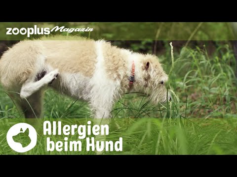 Video: Warum treten Allergien bei Hunden immer häufiger auf?