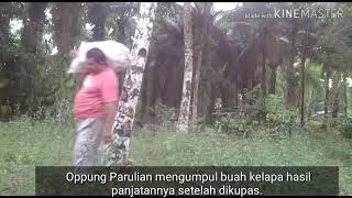 Luar biasa, kakek 5 cucu umur 65 tahun ini panjat pohon kelapa