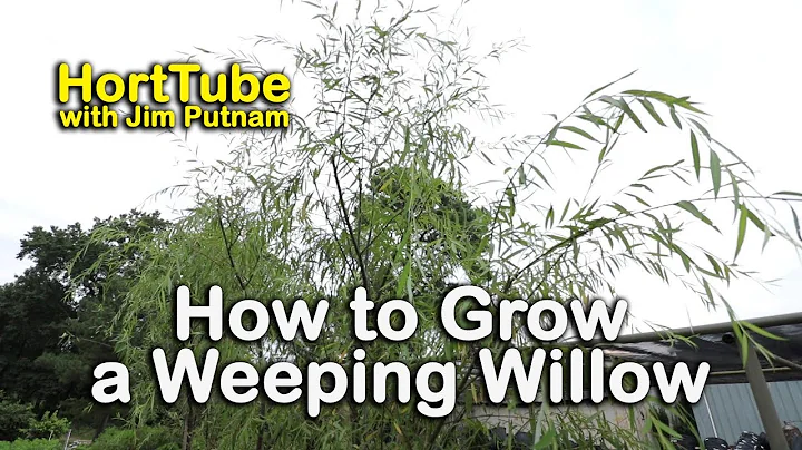 How to grow a Weeping Willow - Salix babylonica - Fast Growing Graceful Tree - DayDayNews