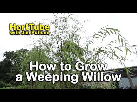 Video: Sverdlovsk Willow Twisting (27 Photos): Description Of The Ural Weeping Willow, Willow In Landscape Design, Disease And Planting, Care