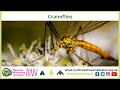 Craneflies