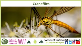 Detailed Craneflies Profile