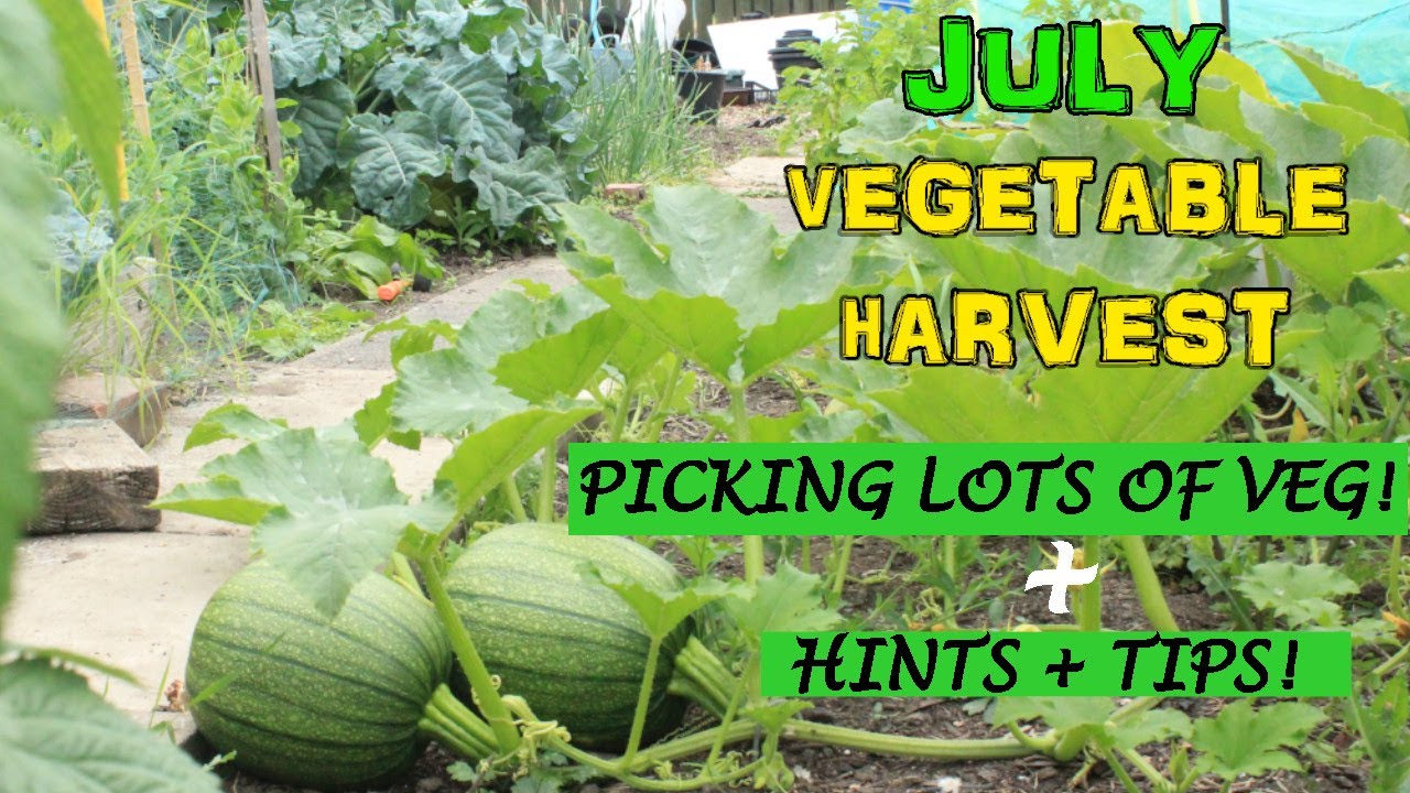 Growing and Harvesting vegetables in July (UK) | Homegrown Garden Walk