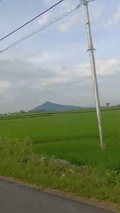 Jalan Sore, suasana pedesaan Pemandangan Indah #shorts #sawah #tiktok #like #share #adem #desa #alam
