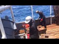 Pesca de langosta