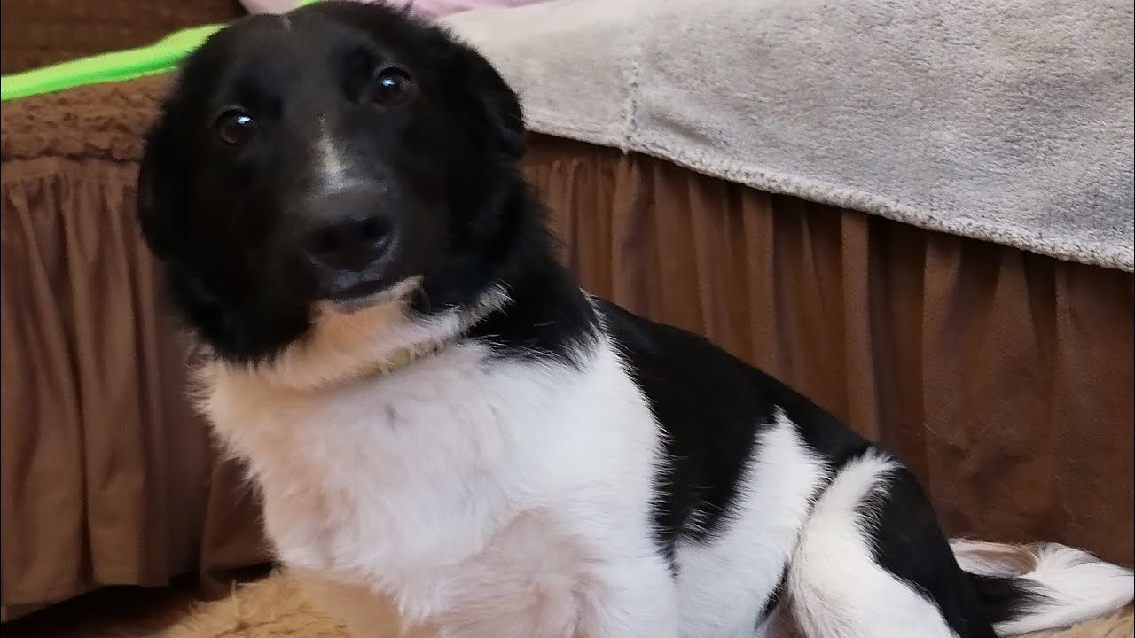 Вкусняхи от тети Оли:) Привет от Лелика-1. Бонита одинока:( - YouTube