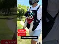Dog Backpack Carrier for Small Dogs | Hands-Free Pet Carrier for Travel & Hiking #amazonfinds #pet