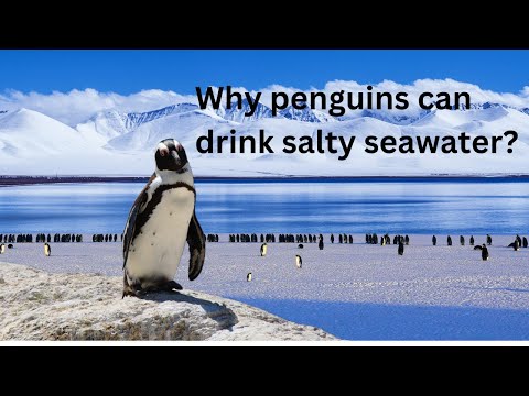 Penguins Have Developed An Amazing Way To Filter Salt Water