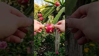 Fruit Molding Experiment: Dragon Fruit Grown Into a Star  This dragon fruit was grown inside a star-