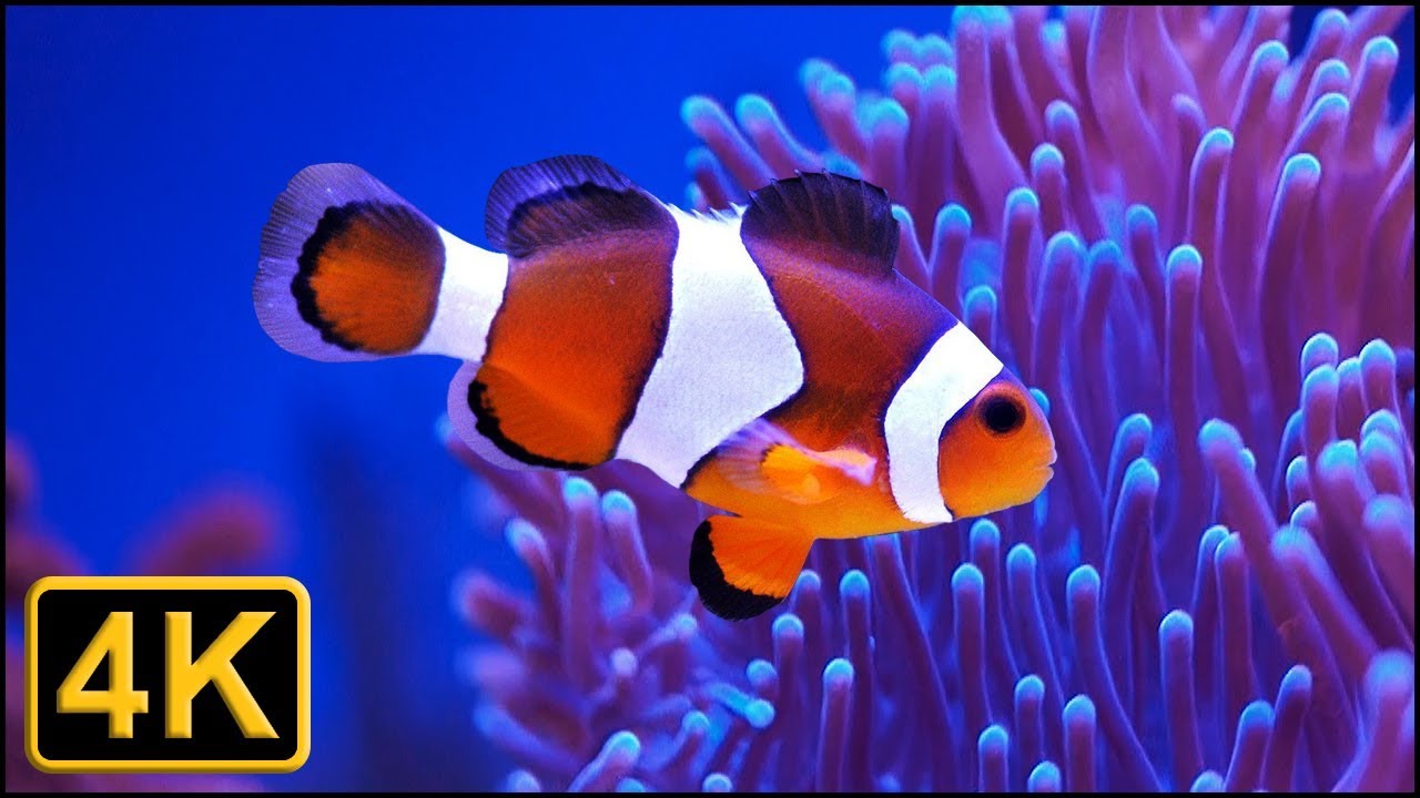 IOS 16 DB3] clownfish wallpaper seems to appear after a restart. Saw  someone on twitter say this and when I tried it it started showing up on my  iPhone X : r/iOSBeta