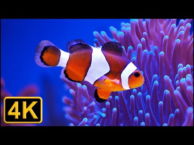 1 hr relaxing music aquarium screensaver fish tank hd