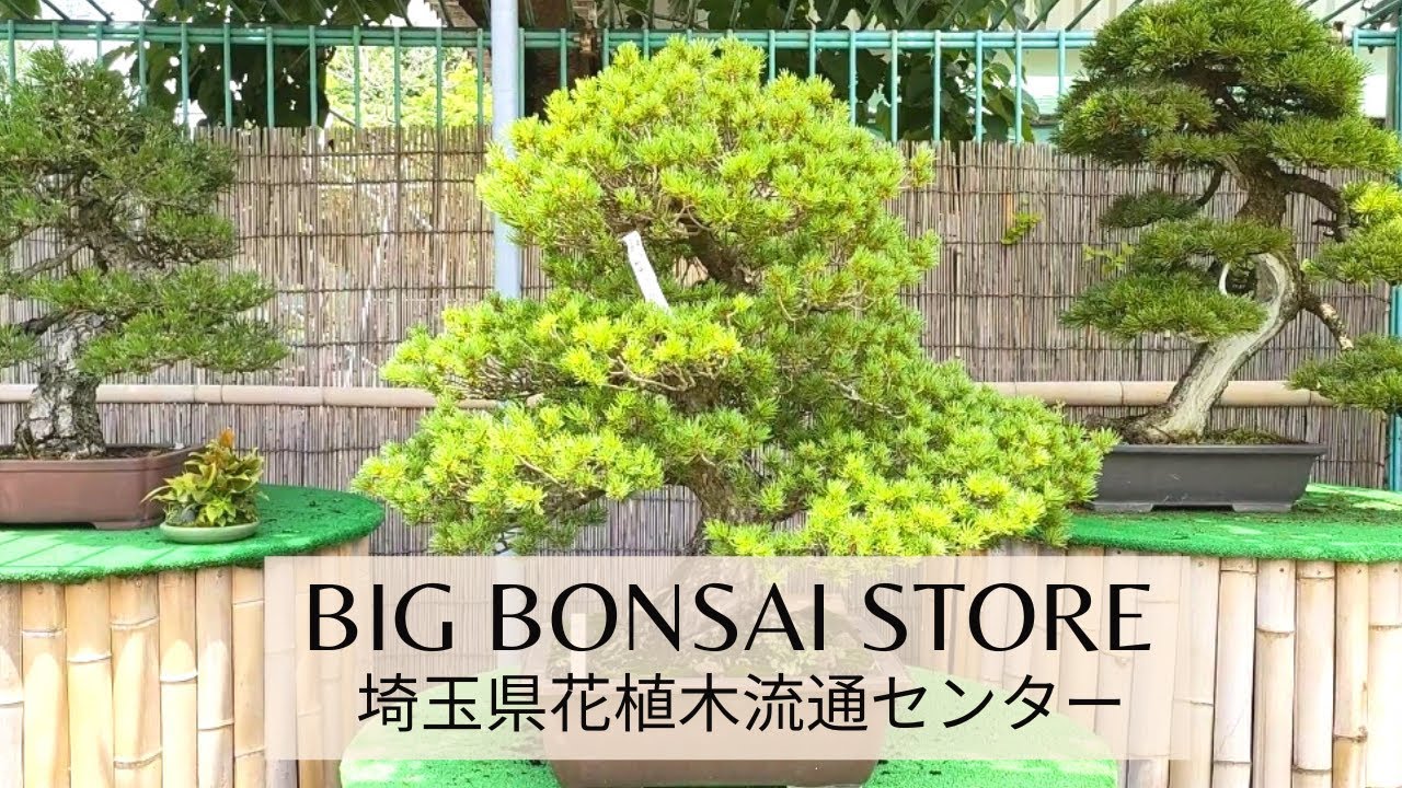 Big Bonsai Store In Fukaya 埼玉県花植木流通センター Youtube
