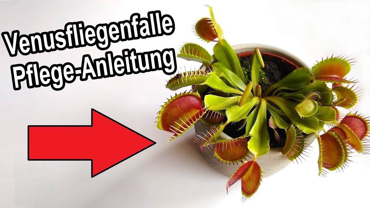 Venusfliegenfalle alles zur Pflege  Gieen, Standort, Umtopfen, Dngen,  berwintern uvm.