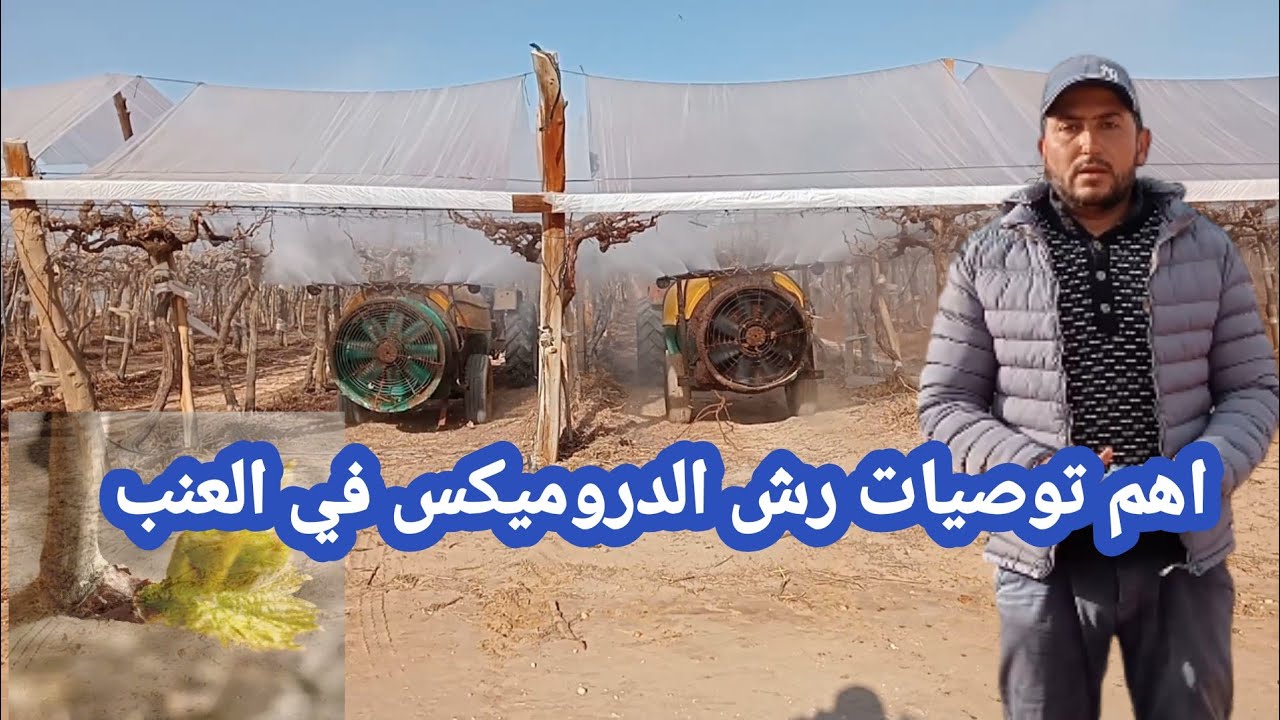 اهم توصيات رش الدروميكس في العنب