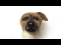 Stop motion - wool becomes a puppy -