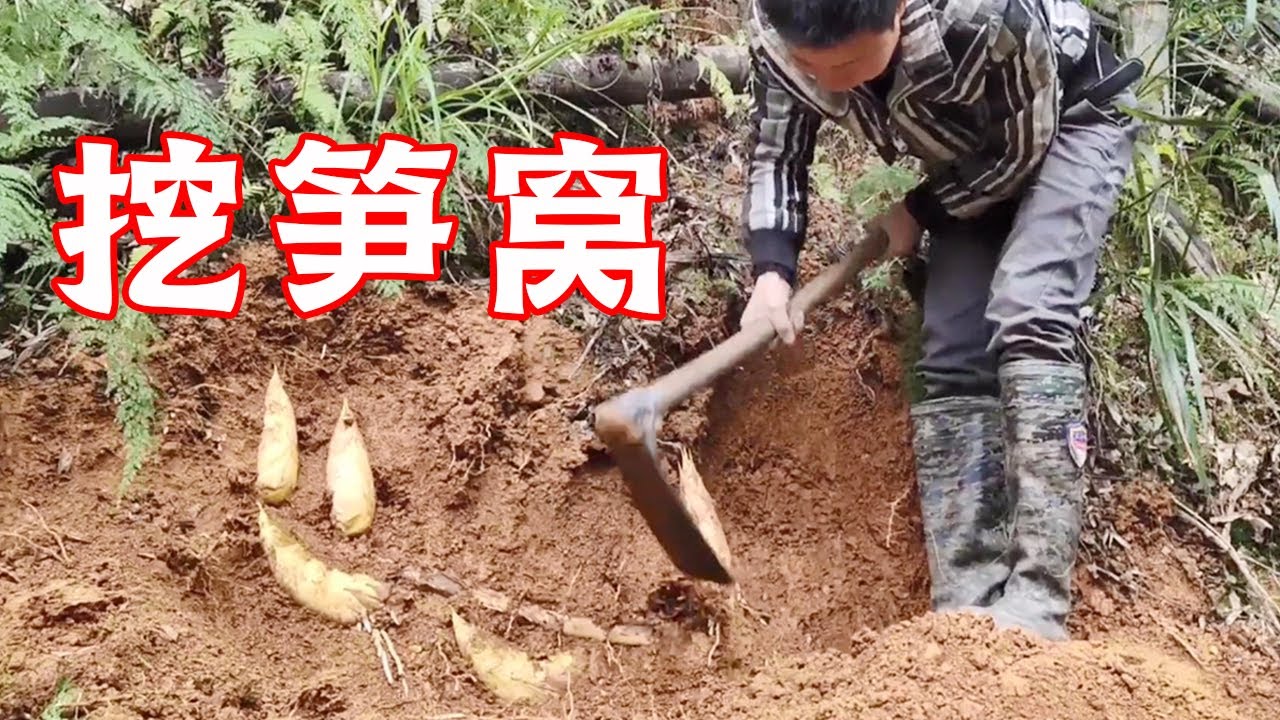 文哥上山挖笋太过瘾了 全是黄泥拱 抗一麻袋下山 山村大雄 Youtube