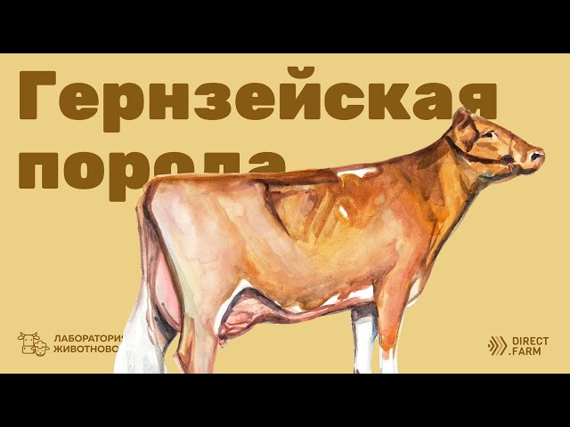 Характеристики гернзейской породы коров