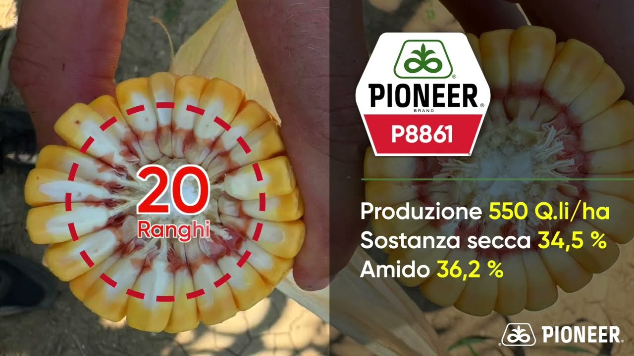 P8861 prime trinciature 2026!