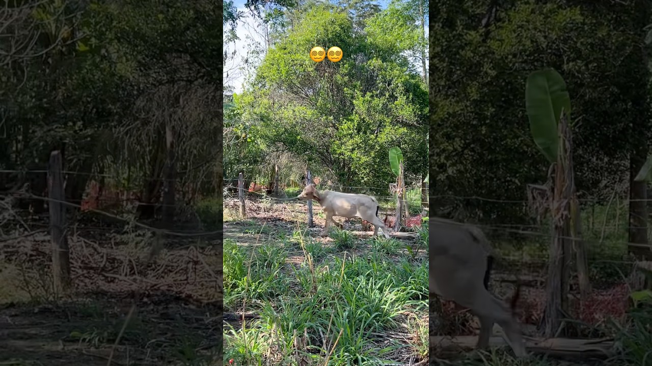 Полное безумие